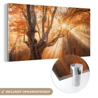 MuchoWow Glasschilderij 80x40 cm - Schilderij acrylglas - Boom - Natuur - Herfst - Foto op glas - Schilderijen
