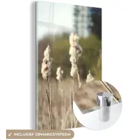 MuchoWow Glasschilderij 20x30 cm - Schilderij acrylglas - Katoen - Zon - Planten - Foto op glas - Schilderijen