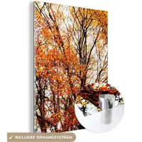 MuchoWow Glasschilderij 30x40 cm - Schilderij acrylglas - Bos - Herfst - Seizoenen - Foto op glas - Schilderijen
