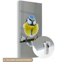 MuchoWow - Glasschilderij - Pimpelmees - Vogel - Tak - Bloemen - Acrylglas - Woonkamer - Foto op glas - 20x40 cm - Schilderij glas - Glasschilderij vogels - Glasschilderij dieren