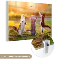 MuchoWow Glasschilderij - Foto op glas - Katten - Kat - Vlinder - Zonsondergang - Natuur - 150x100 cm - Acrylglas - Glasschilderij natuur - Schilderij glas - Muurdecoratie