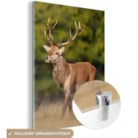MuchoWow Glasschilderij - Hert - Natuur - Heide - Dieren - Landschap - Schilderij glas - Foto op glas - Acrylglas - 30x40 cm - Wanddecoratie - Muurdecoratie - Schilderijen woonkamer