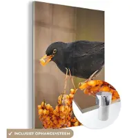 MuchoWow Glasschilderij - Foto op glas - Vogel - Merel - Winter - IJs - Bes - Acrylglas - 60x80 cm - Glasschilderij vogels - Muurdecoratie - Glasschilderij natuur - Wanddecoratie - Woonkamer