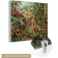 MuchoWow Glasschilderij 50x50 cm - Schilderij acrylglas - Muscinae - Ernst Haeckel - Oude Meesters - Foto op glas - Schilderijen