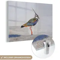 MuchoWow Glasschilderij - Foto op glas - Vogel - Veren - Regenboog - Zand - 180x120 cm - Acrylglas - Glasschilderij vogels - Muurdecoratie - Glasschilderij natuur - Wanddecoratie dieren