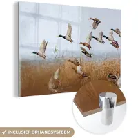 MuchoWow - Glasschilderij - Acrylglas - Foto op glas - Eend - Vogel - Riet - Water - 180x120 cm - Glasschilderij vogels - Muurdecoratie - Glasschilderij natuur - Slaapkamer