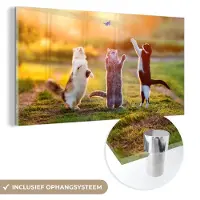 MuchoWow Glasschilderij - Foto op glas - Katten - Kat - Vlinder - Zonsondergang - Natuur - 40x20 cm - Acrylglas - Glasschilderij natuur - Schilderij glas - Muurdecoratie