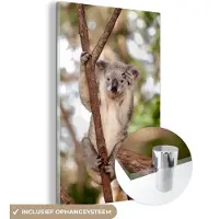 MuchoWow Glasschilderij 80x120 cm - Schilderij acrylglas - Koala - Takken - Dier - Kinderen - Jongens - Meiden - Foto op glas - Schilderijen