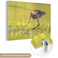 MuchoWow - Glasschilderij - Foto op glas - Vogels - Gras - Landschap - Grutto - 150x100 cm - Acrylglas - Schilderij woonkamer - Schilderij glas - Glasschilderij dieren - Glasschilderij vogels