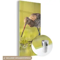 MuchoWow - Glasschilderij - Foto op glas - Vogels - Gras - Landschap - Grutto - 40x80 cm - Acrylglas - Schilderij woonkamer - Schilderij glas - Glasschilderij dieren - Glasschilderij vogels