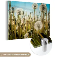 MuchoWow Glasschilderij 30x20 cm - Schilderij acrylglas - Bloemen - Paardenbloem - Grasveld - Foto op glas - Schilderijen