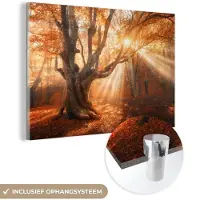 MuchoWow Glasschilderij 30x20 cm - Schilderij acrylglas - Boom - Natuur - Herfst - Foto op glas - Schilderijen
