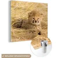 MuchoWow Glasschilderij 20x20 cm - Schilderij acrylglas - Cheeta - Jong - Gras - Foto op glas - Schilderijen