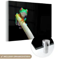 MuchoWow Glasschilderij 60x40 cm - Schilderij acrylglas - Kikker - Dieren - Plant - Foto op glas - Schilderijen