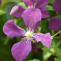Hello Plants Clematis 'Etoile Violette' - Bosrank 50-60 cm in pot