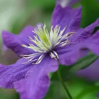 Hello Plants Clematis 'Rhapsody' - Bosrank 50-60 cm in pot