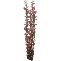 HOBBY Aquaristik Plant Ludwigia 60CM