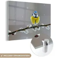 MuchoWow - Glasschilderij - Pimpelmees - Vogel - Tak - Bloemen - Acrylglas - Woonkamer - Foto op glas - 120x80 cm - Schilderij glas - Glasschilderij vogels - Glasschilderij dieren