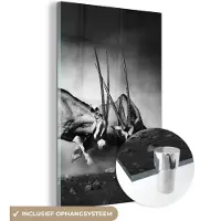 MuchoWow Glasschilderij - Foto op glas - Acrylglas - Wilde dieren - Antilope - Natuur - Zwart - Wit - 20x30 cm - Glasschilderij zwart wit - Muurdecoratie glas - Schilderij glas - Wanddecoratie dieren