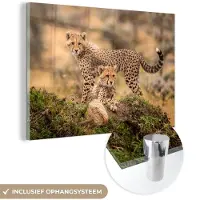 MuchoWow Glasschilderij 30x20 cm - Schilderij acrylglas - Luipaard - Jong - Natuur - Foto op glas - Schilderijen