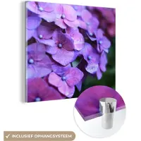 MuchoWow Glasschilderij - Foto op glas - Hortensia - Bloemen - Natuur - Paars - 20x20 cm - Acrylglas - Wanddecoratie glas - Muurdecoratie - Schilderij bloemen
