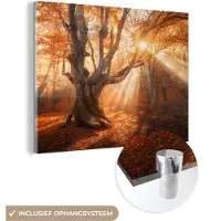 MuchoWow Glasschilderij 80x60 cm - Schilderij acrylglas - Boom - Natuur - Herfst - Foto op glas - Schilderijen