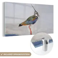 MuchoWow Glasschilderij - Foto op glas - Vogel - Veren - Regenboog - Zand - 40x20 cm - Acrylglas - Glasschilderij vogels - Muurdecoratie - Glasschilderij natuur - Wanddecoratie dieren