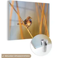 MuchoWow Glasschilderij 160x120 cm - Schilderij acrylglas - Vogels - Blauwborst - Riet - Foto op glas - Schilderijen