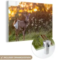 MuchoWow Glasschilderij - Acrylglas - Hert - Heide - Natuur - Zonsondergang - Schilderij glas - Foto op glas - Wanddecoratie - 60x40 cm - Glasschilderij dieren - Muurdecoratie