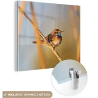 MuchoWow Glasschilderij 20x20 cm - Schilderij acrylglas - Vogels - Blauwborst - Riet - Foto op glas - Schilderijen