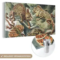 MuchoWow Glasschilderij 40x20 cm - Schilderij acrylglas - Vintage - Kunst - Ernst Haeckel - Salamanders - Dieren - Foto op glas - Schilderijen
