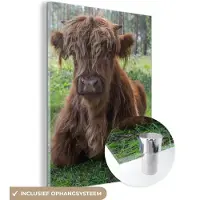MuchoWow Glasschilderij 30x40 cm - Schilderij acrylglas - Schotse Hooglander - Pad - Dieren - Foto op glas - Schilderijen