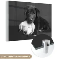 MuchoWow - Glasschilderij - Foto op glas - Muurdecoratie - Acrylglas - Dieren - Honden - Puppy - Zwart - Wit - Woonkamer - 30x20 cm - Wanddecoratie dieren - Woondecoratie - Schilderij glas