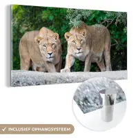 MuchoWow Glasschilderij 80x40 cm - Schilderij acrylglas - Leeuwinnen - Wilde dieren - Jacht - Foto op glas - Schilderijen