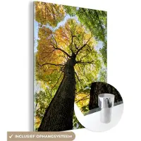 MuchoWow Glasschilderij 120x160 cm - Schilderij acrylglas - Boom - Natuur - Bos - Foto op glas - Schilderijen