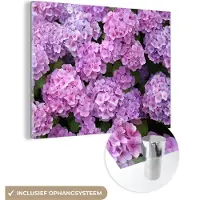 MuchoWow - Glasschilderij - Foto op glas - Hortensia - Bloemen - Roze - Planten - Natuur - Acrylglas - Muurdecoratie - 160x120 cm - Schilderij bloemen - Wanddecoratie