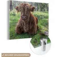 MuchoWow Glasschilderij 160x120 cm - Schilderij acrylglas - Schotse Hooglander - Pad - Dieren - Foto op glas - Schilderijen