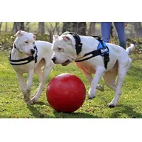 Jolly Push-n-Play Ball