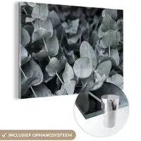 MuchoWow Glasschilderij 120x80 cm - Schilderij acrylglas - Natuur - Planten - Eucalyptus - Bladeren - Foto op glas - Schilderijen