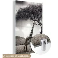 MuchoWow Glasschilderij - Giraffe - Natuur - Dieren - Zwart - Wit - Foto op glas - 80x120 cm - Schilderij glas - Muurdecoratie