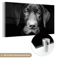 MuchoWow Glasschilderij 80x40 cm - Schilderij acrylglas - Hond - Licht - Zwart - Foto op glas - Schilderijen
