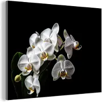 MuchoWow Wanddecoratie Metaal - Aluminium Schilderij Industrieel - Orchidee - Bloemen - Wit - Natuur - Zwart - 160x120 cm - Dibond - Foto op aluminium - Industriële muurdecoratie - Voor de woonkamer/slaapkamer