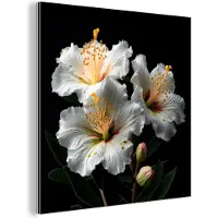 MuchoWow Wanddecoratie Metaal - Aluminium Schilderij Industrieel - Bloemen - Wit - Hibiscus - Natuur - Zwart - 20x20 cm - Dibond - Foto op aluminium - Industriële muurdecoratie - Voor de woonkamer/slaapkamer