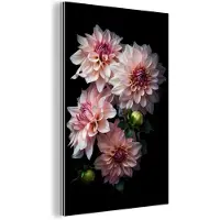 MuchoWow Wanddecoratie Metaal - Aluminium Schilderij Industrieel - Dahlia - Wit - Bloemen - Roze - Natuur - 120x180 cm - Dibond - Foto op aluminium - Industriële muurdecoratie - Voor de woonkamer/slaapkamer