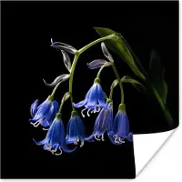 PosterMonkey Poster Hyacint - Bloemen - Blauw - Natuur - Zwart - 75x75 cm