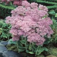 GP 6 x Hemelsleutel of Vetkruid Roze - Tuinplant Winterhard - Sedum spectabile Brillant in 9x9cm pot met hoogte 0-10cm