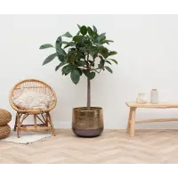 Green bubble Ficus Elastica Robusta op stam - 140cm