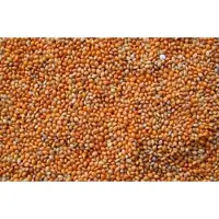 Wielink Panis rood 20 kg