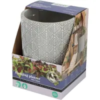 Buzzy House Plants Hangende Plantpot met Coleus zaden