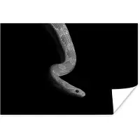 PosterMonkey Poster Dieren - Slang - Zwart - Wit - Portret - 30x20 cm